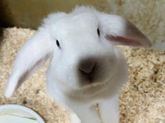 -上海大自然野生昆虫馆(东方明珠·爬宠昆虫探索中心)
