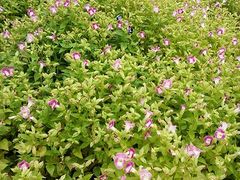 -广东花都香草世界旅游度假区
