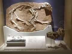 -国家自然博物馆