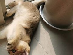 -柚子猫舍·精品猫舍购猫·猫咪认养·购宠·宠物店
