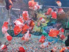 -九龙里集市(六安里店)