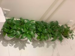 -紫琪尔胸部养护中心