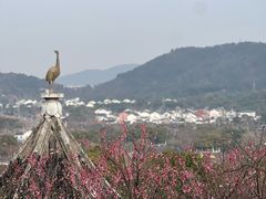 -香雪海