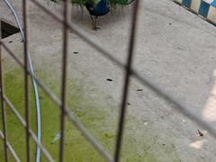 -百万葵园
