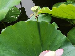 -荔湾湖公园