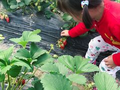 -小鱼草莓采摘园农家乐·小鱼餐厅