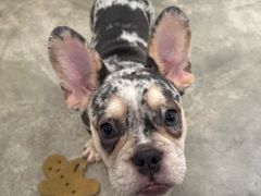 -小狗上班·狗咖·猫咖·小奶狗·摄影(南山店)