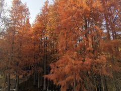-青龙山国家森林公园