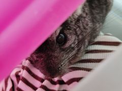 -瑞派·关忠动物医院·异宠专科·犬猫肿瘤·皮肤专科(望京店)