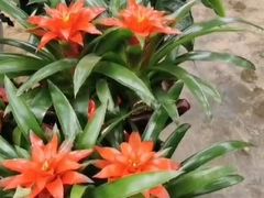 -秦美花卉(天朗·莱茵小城2期店)