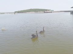 -南大港湿地风景区