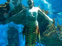 -海合安武汉极地海洋公园
