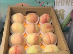 -老袁家蜜桃农场·阳山水蜜桃