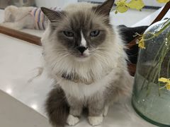 -共舞时光猫咖·狗咖(新街口店)