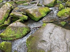 -汤旺河林海奇石景区