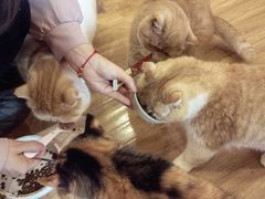 -滚猫咖啡·猫咖·猫友好撸猫(未来城店)