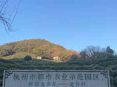 -龙井村