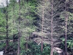 -云溪植物园