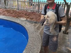 -良成狗狗乐园