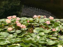 -秋霞圃