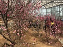 -北京鹫峰国家森林公园