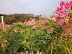 -大塘金香草谷