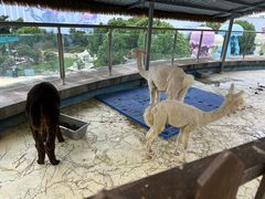 -芜湖新华联大白鲸海洋公园