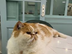 -安格丽娜·狗咖·猫咖羊驼咖(春熙路百盛商场店)