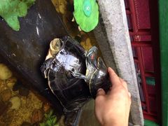 iphone_upload_pic-北京阅微庄四合院文化特色酒店