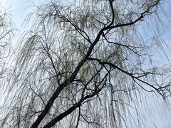 -梅花山(明孝陵内)