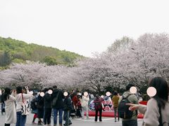 -武汉大学-樱园