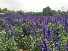 景点-广东花都香草世界旅游度假区