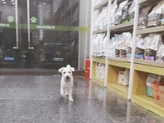 -瑞鹏宠物医院华南总院·夜诊·心脏科·骨科