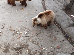 -哈尔滨北方森林动物园