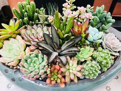 -秦美花卉(天朗·莱茵小城2期店)