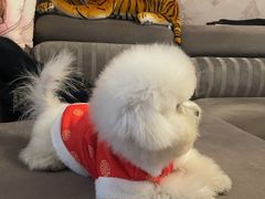 -瑞派康怡24h宠物医院·犬猫医疗中心·微创绝育(瑞景分院)