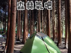 -武陵山森林公园