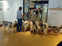 -Husky Go! 哈士奇体验馆·宠物咖啡厅狗咖