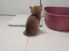 -1013 PET SHOP精品宠物商店(丁香店)