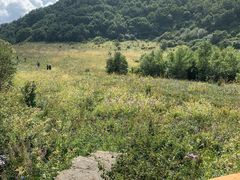 -白草畔自然风景区