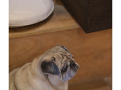 -Silly Dog Coffee(滨江店)