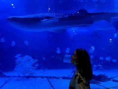 -烟台海昌鲸鲨海洋公园