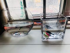 -宝鸡东道花鸟鱼虫市场(吉利花园商场店)