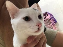 -瑞鹏宠物医院·骨科·猫科·内科(第一中心)