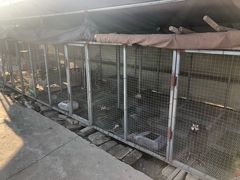 -樂桃源奉贤黄桃种植采摘基地