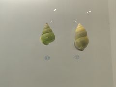 -青岛贝壳博物馆