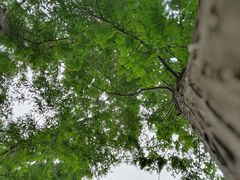 -上海滨江森林公园