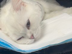 -纳吉亚猫专科动物诊疗中心(蒋宅口分院)