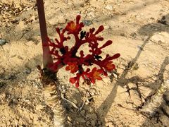 -东莞植物园