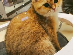 -momokira米努特·德文卷毛猫·棉花面纱犬
